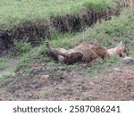 MASAI MARA, KENYA - NOV 14, 2022 Hyena is rolling around on the ground near a waterhole, enjoying a playful moment in its natural habitat