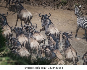 Masai Mara, KENYA - September, 2018. Top View Of A Herd Of Wildebeest Crossing An African River During The Migration Period To Reach The Kenyan Pastures On A Sunny Day