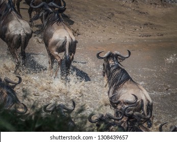 Masai Mara, KENYA - September, 2018. Top View Of A Herd Of Wildebeest Crossing An African River During The Migration Period To Reach The Kenyan Pastures On A Sunny Day