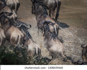 Masai Mara, KENYA - September, 2018. Top View Of A Herd Of Wildebeest Crossing An African River During The Migration Period To Reach The Kenyan Pastures On A Sunny Day