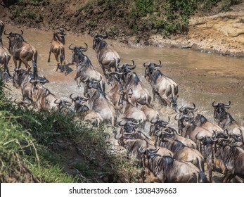 Masai Mara, KENYA - September, 2018. Top View Of A Herd Of Wildebeest Crossing An African River During The Migration Period To Reach The Kenyan Pastures On A Sunny Day