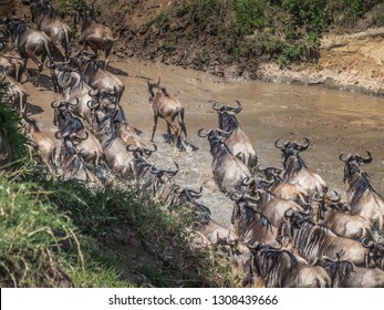 Masai Mara, KENYA - September, 2018. Top View Of A Herd Of Wildebeest Crossing An African River During The Migration Period To Reach The Kenyan Pastures On A Sunny Day