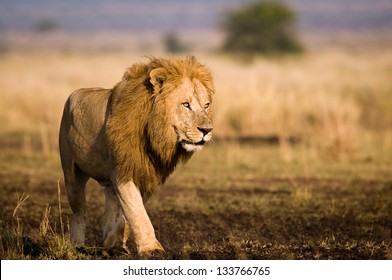 Masai Mara lion