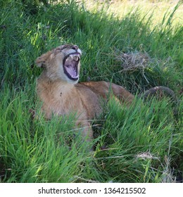 Masai Mara Lion Cub Roar Safari Africa