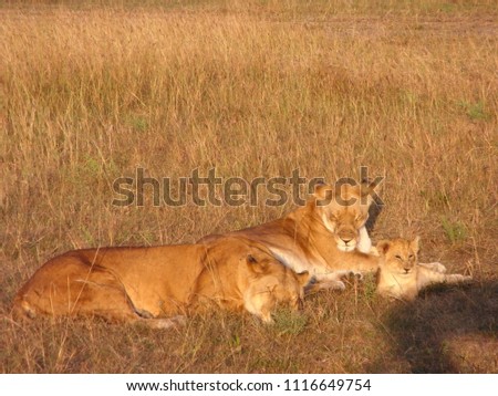 MASAI MARA NATIONAL PARK,  KENYA - CIRCA JUNE 2010  :  Wild LION at MASAI MARA NATIONAL PARK,.