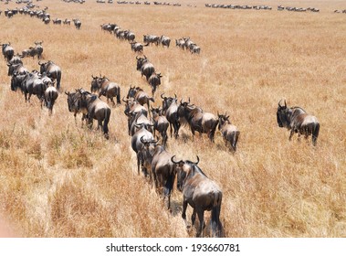 Masai Mara Wildebeest Migration In Tanzania, Africa.