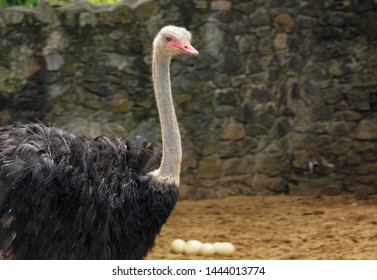 Masai Ostrich Couple  Looking After Their Ostrich Eggs.Large Male And Female Ostrich In Srilankan Zoo.

Common Ostrich, Struthio Camelus, Big Bird Feeding Green Grass In Savannah, 