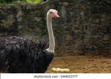 Masai Ostrich Couple  Looking After Their Ostrich Eggs.Large Male And Female Ostrich In Srilankan Zoo.

Common Ostrich, Struthio Camelus, Big Bird Feeding Green Grass In Savannah, 