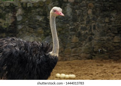 Masai Ostrich Couple  Looking After Their Ostrich Eggs.Large Male And Female Ostrich In Srilankan Zoo.

Common Ostrich, Struthio Camelus, Big Bird Feeding Green Grass In Savannah, 