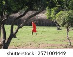 Masai tribesman walking in a field