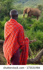 Masai Warrior Looking At Large Elephant 