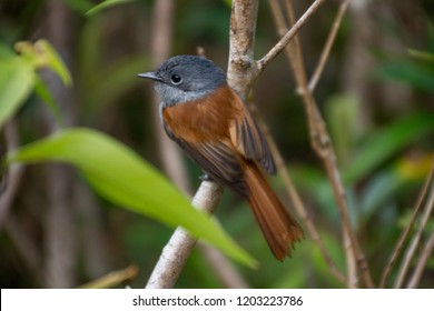 Mascarene Paradise Flycatcher, Sainte Suzanne, Reunion Island, Indian Ocean