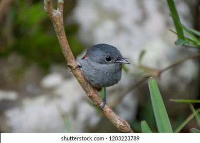 Mascarene Paradise Flycatcher, Sainte Suzanne, Reunion Island, Indian Ocean