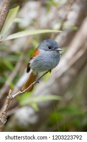 Mascarene Paradise Flycatcher, Sainte Suzanne, Reunion Island, Indian Ocean