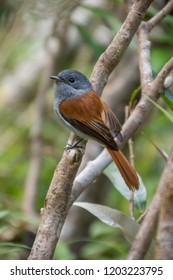 Mascarene Paradise Flycatcher, Sainte Suzanne, Reunion Island, Indian Ocean