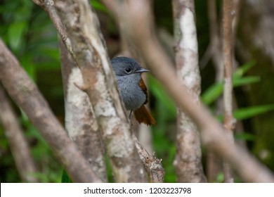 Mascarene Paradise Flycatcher, Sainte Suzanne, Reunion Island, Indian Ocean