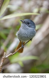 Mascarene Paradise Flycatcher, Sainte Suzanne, Reunion Island, Indian Ocean