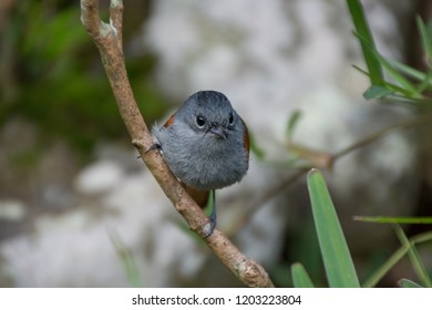 Mascarene Paradise Flycatcher, Sainte Suzanne, Reunion Island, Indian Ocean