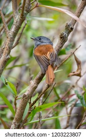 Mascarene Paradise Flycatcher, Sainte Suzanne, Reunion Island, Indian Ocean