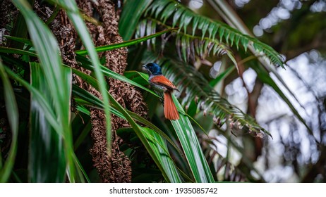 The Mascarene Paradise Flycatcher - Terpsiphone Bourbonnensis - Oiseau La Vierge - Zoizo La Vierge