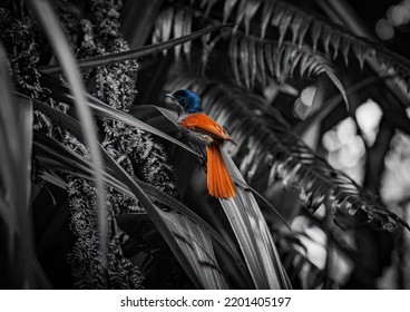 The Mascarene Paradise Flycatcher - Terpsiphone Bourbonnensis - Oiseau La Vierge