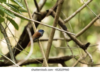 Mascarene Paradise Flycatcher (Terpsiphone Bourbonnensis) Perching On A Small Branch Deep In A Forest In The North-East Of Mauritius. 