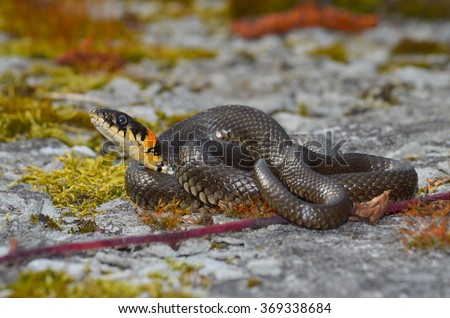 Masculine reptile or grass snake (Natrix natrix)
