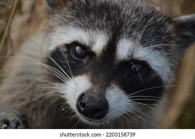 Masked Bandit Also Known As The Raccoon.  This One Was Super Cute Coming Out Of The Grass And Its Hiding Spot To Pose For Cute Camera Shots.  Curious About The Camera And Looking For A Handout.