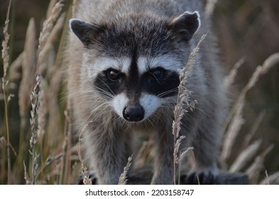 Masked Bandit Also Known As The Raccoon.  This One Was Super Cute Coming Out Of The Grass And Its Hiding Spot To Pose For Cute Camera Shots.  Curious About The Camera And Looking For A Handout.