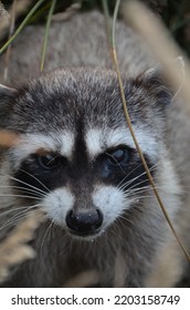 Masked Bandit Also Known As The Raccoon.  This One Was Super Cute Coming Out Of The Grass And Its Hiding Spot To Pose For Cute Camera Shots.  Curious About The Camera And Looking For A Handout.