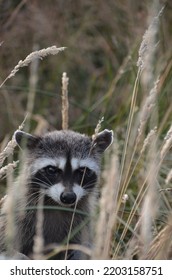 Masked Bandit Also Known As The Raccoon.  This One Was Super Cute Coming Out Of The Grass And Its Hiding Spot To Pose For Cute Camera Shots.  Curious About The Camera And Looking For A Handout.