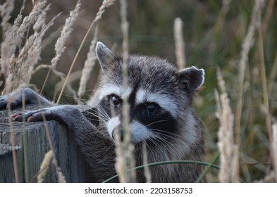 Masked Bandit Also Known As The Raccoon.  This One Was Super Cute Coming Out Of The Grass And Its Hiding Spot To Pose For Cute Camera Shots.  Curious About The Camera And Looking For A Handout.