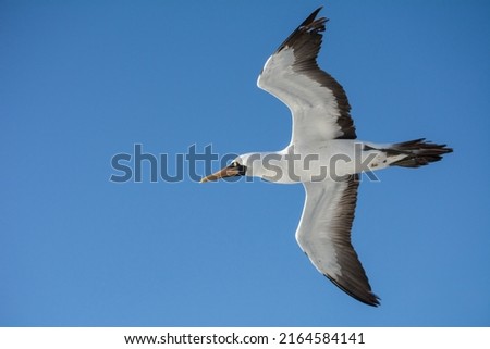 Masked booby or blue-faced booby (Sula dactylatra) in flight