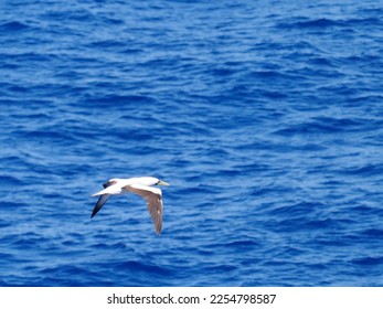 Masked booby passing by at close distance. Selective focus on the body of the bird - Shutterstock ID 2254798587