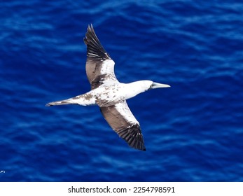 Masked booby passing by at close distance. Selective focus on the body of the bird - Shutterstock ID 2254798591