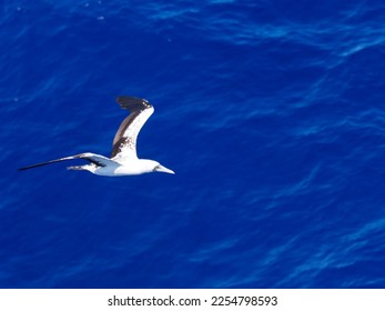 Masked booby passing by at close distance. Selective focus on the body of the bird - Shutterstock ID 2254798593