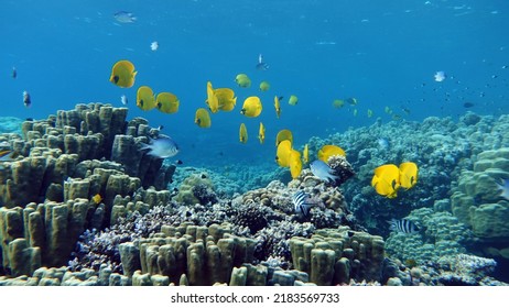 Masked Butterflyfish. Fish - A Type Of Bone Fish Osteichthyes. Butterfly Fish Chaetodontidae. Masked Butterfly Fish.