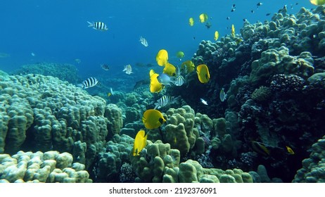 Masked Butterflyfish. Fish - A Type Of Bone Fish Osteichthyes. Butterfly Fish Chaetodontidae. Masked Butterfly Fish.