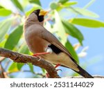 Masked Finch - Poephila personata in Australia