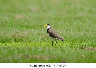 Masked Lapwing