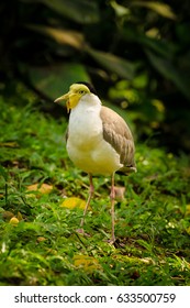 Masked Lapwing