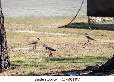 Masked Lapwing And Immature Birds Near Newcastle Airport, NSW, Australia On An Spring Afternoon In November 2019