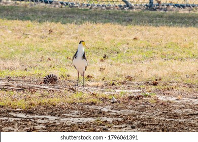 Masked Lapwing Malke With Spurs Near Newcastle Airport, NSW, Australia On An Spring Afternoon In November 2019