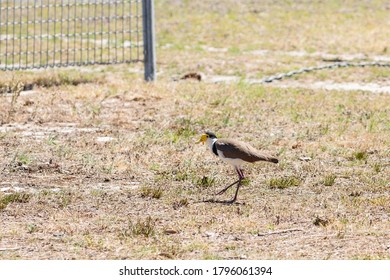 Masked Lapwing Near Newcastle Airport, NSW, Australia On An Spring Afternoon In November 2019