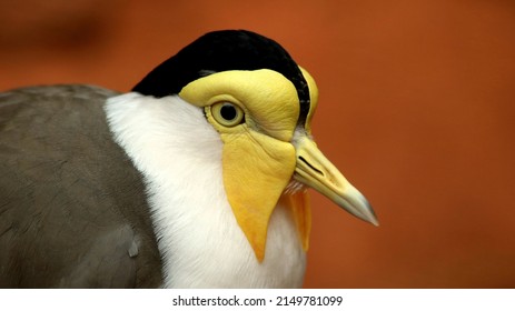 Masked Lapwing Portrait For Commercial Use, Personal Use For Free With Credit. Message Me For Access To This Photo For Personal Use!