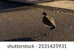 Masked Lapwing (Spur-winged Plover) in a city park environment 