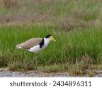 Masked Lapwing or Spur-winged Plover (Vanellus miles) standing in a wetlands pasture foraging for food.