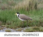 Masked Lapwing or Spur-winged Plover (Vanellus miles) standing in a wetlands pasture foraging for food.
