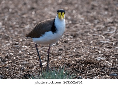 Masked Lapwing Standing on the Grass in the Sunlight