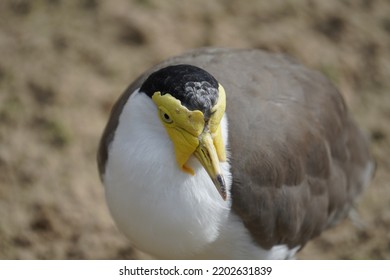 Masked Lapwing In The Sun